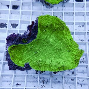 irm-b-2446 - AQUAGIFT 用品ショップ Bright neon-green coral fragment with a purple-tinged edge resting on a white grid shelf.