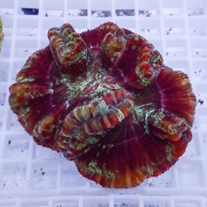 Vibrant coral head with ruffled, circular plates in red and orange with green patches on a white grid.