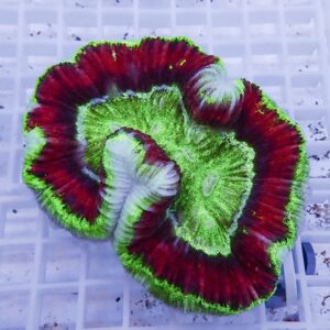 Colorful coral fragment with bright green edges and deep red center, showing layered, ruffled plates on a white grid surface.