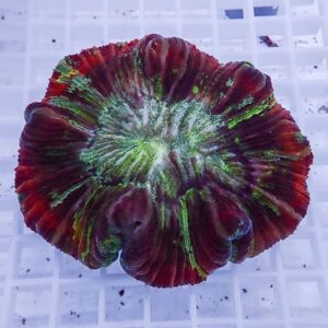 Close-up of a vibrant multicolored coral with red, green, and purple ridges on a light grid background
