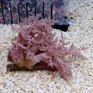 Pink branching coral sitting on white gravel in an aquarium backdrop with a dark tank edge nearby