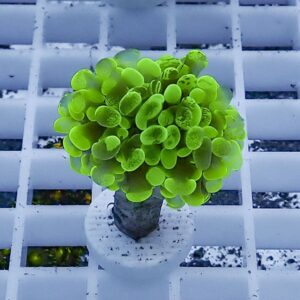 Lime green succulent with compact rounded leaves forming a globe, in a small pot on a white grid surface.