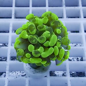 Close-up of a bright green succulent with rounded, spoon-shaped leaves forming a dense cluster on a white grid background.