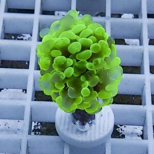 Neon green succulent with rounded bulbous leaves in a small white pot on a gray grid surface on a table.