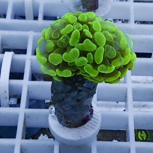 Bright green, bulbous succulent cluster on a dark stem in a small pot on a white grid surface by the bench edge.