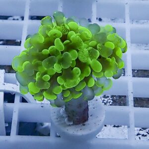 Neon green zoanthid coral colony attached to a plug in a white frag rack/holder.