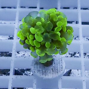 Neon-green succulent with rounded leaves in a small pot on a white grid background.