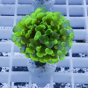 Bright green, bubble-like succulent with rounded leaves forming a tight ball on a white pot resting on a grid surface.