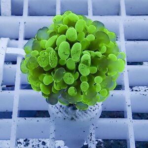 Neon green bubble coral frag on a white plug, resting on a grid-style acrylic rack.