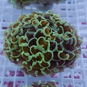 Close-up of a brown Ricordea mushroom coral with lime-green, frilly edges.