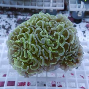 Close-up of green brain coral with wrinkled, folded ridges on a white aquarium grid surface.
