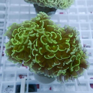Close-up of a bright green, ruffled coral fragment resting in a cup on a frag rack.