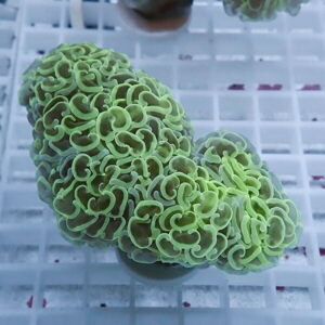 Bright green brain-like coral fragment with ruffled polyps on a white grid rack in a reef tank.