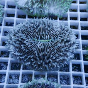 irm-b-2561 - AQUAGIFT 用品ショップ Circular coral frag with dense, finger-like gray tentacles arranged in a rosette on a white grid frag rack in an aquarium