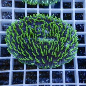Circular coral frag with bright neon green tentacles on a purple base resting on a blue frag rack grid.