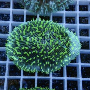 irm-b-2564 - AQUAGIFT 用品ショップ Close-up of a green zoanthid coral colony with bright green polyps extending from a blue base on a grid rack.