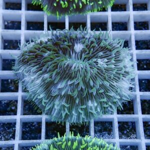 Close-up of a green sea anemone with dense, finger-like tentacles on a grid shelf.