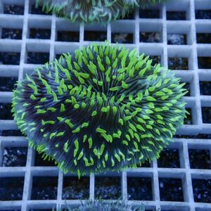 irm-b-2566 - AQUAGIFT 用品ショップ Close-up of a round coral with bright neon green tips against a purple center, resting on a gray grid tray.