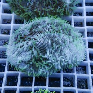 irm-b-2567 - AQUAGIFT 用品ショップ Close-up of a round green coral frag with long wavy tentacles on a white grid in an aquarium setup
