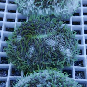 irm-b-2568 - AQUAGIFT 用品ショップ Cluster of green sea anemones with long tentacles attached to a gray plastic grid in an aquarium setting.