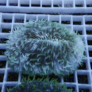 irm-b-2569 - AQUAGIFT 用品ショップ Close-up of a green-blue sea anemone with long, wavy tentacles resting on a plastic grid background.