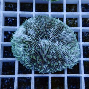 irm-b-2570 - AQUAGIFT 用品ショップ Circular green coral colony with radiating tentacles placed on a white grid background (aquarium decor)