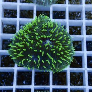 irm-b-2571 - AQUAGIFT 用品ショップ Round coral with neon-green tentacles radiating from a dark blue center on a white grid rack in an aquarium setting.