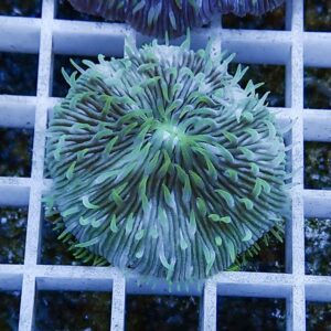 irm-b-2572 - AQUAGIFT 用品ショップ Circular green coral with long radiating tentacles mounted on a white frag rack.