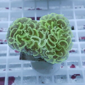 Close-up of lime-green brain coral with wrinkled, brain-like ridges on a plug in a reef aquarium.