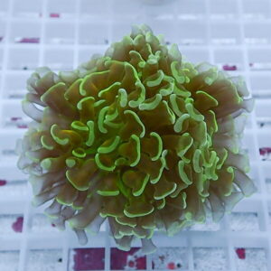 Close-up of a bright neon-green, frilly coral polyp on a white coral frag rack.