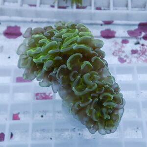 Green, frilly coral frag with ruffled edges resting on a white frag rack.