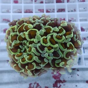 Close-up of a colorful coral colony with lime-green wavy tentacles and brown centers on a white grid rack in an aquarium setting.