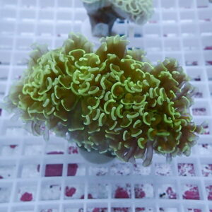 Green hammer coral frag with curling tentacles on a frag plug in a reef tank.