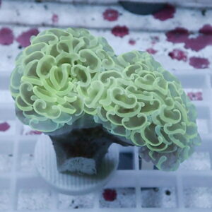 Close-up of lime-green brain coral with intricate ridges in an aquarium display tank.