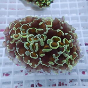 Close-up of a brown Ricordea mushroom coral with neon-green ruffled edges, mounted on a white frag plug in an aquarium.