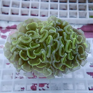 Close-up of a bright green lettuce-like coral fragment with ruffled, wavy edges resting on a white grid rack.