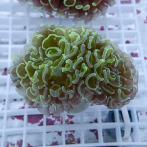 Close-up of a green mushroom coral (likely Ricordea) with frilly, lime-green-edged tentacles on a white frag plug.