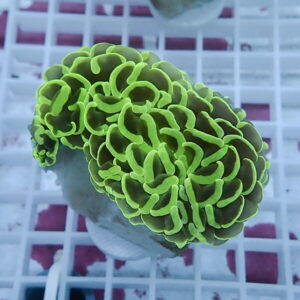 Bright green brain coral with intricate ridges on a frag plug in a reef aquarium setting