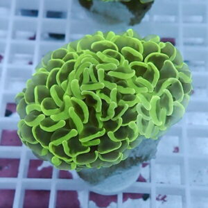 Close-up of a lime-green coral with numerous wavy, finger-like polyps on a light plug.