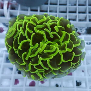 Close-up of neon green-tipped coral polyps forming a rounded colony in an aquarium.