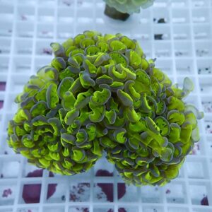Close-up of neon-green coral polyps forming two rounded clusters on a white grid backdrop.