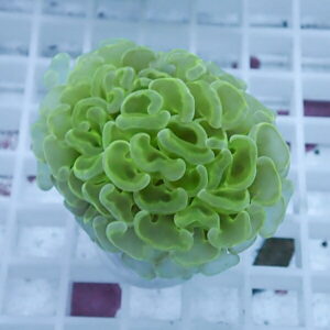 Bright green coral fragment with tightly curled, ruffled polyps on a pale grid background (reef aquarium frag).