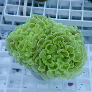 Bright lime-green coral frag with ruffled, lobed surface resting on a white grid rack in an aquarium.