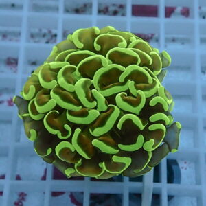 Neon-green-edged brown brain coral frag resting on a white frag rack in an aquarium.