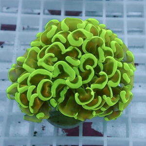 Close-up of a neon green brain-like coral frag with wavy ridges on a brown center, mounted on a plug for a reef aquarium.