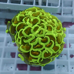 Close-up of neon green brain coral with interlocking, ridged lobes.
