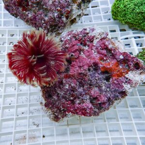 Pink encrusted coral fragment with a bright red sea anemone-like polyp on a white grid surface.