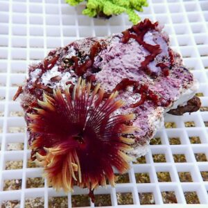 Frag of pink-purple coral with a red-orange, flower-like sea anemone resting on a white grid rack.