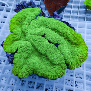 Bright neon-green brain coral fragment with ridged, folded surface resting on an aquarium frag rack.
