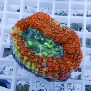 Bright orange-red coral with a green center resting on a white grid rack in an aquarium.